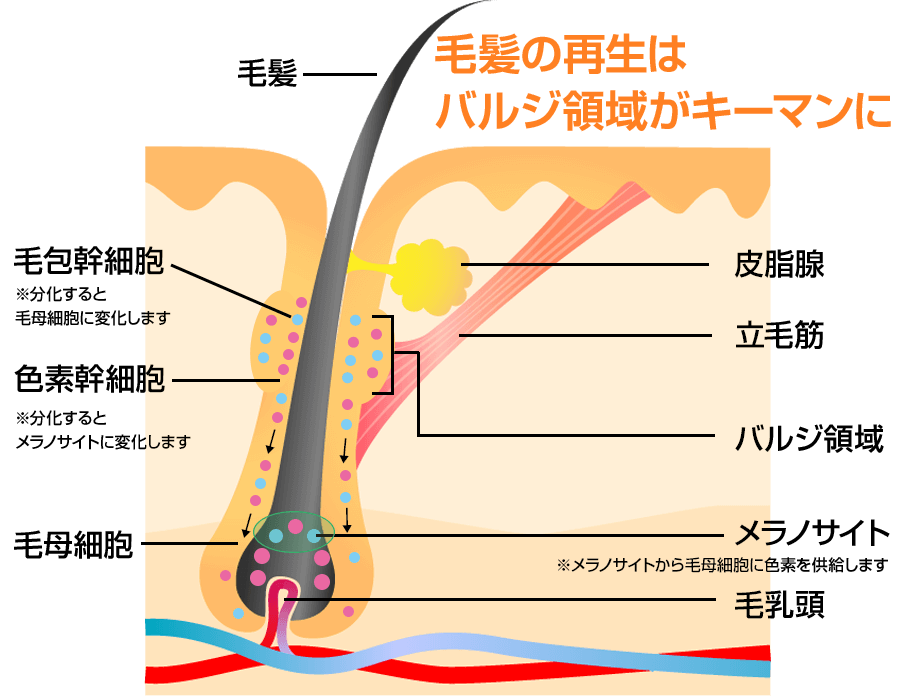 AGA・薄毛・発毛専門サロン「発毛ラボ和歌山」へ！